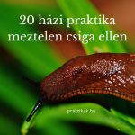 házi praktikák meztelen csiga ellen