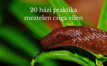 házi praktikák meztelen csiga ellen