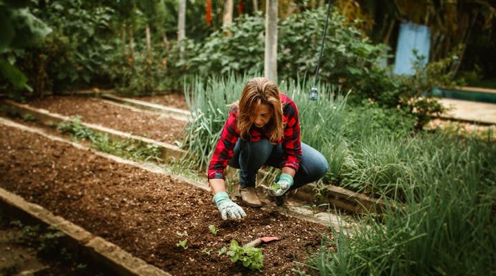 kezdő kert tavasszal